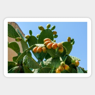 Orange fruits of Opuntia ficus-indica (prickly pear) Sticker